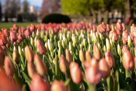 Red Orange Yellow Tulips flower shot from below macro close up with tulip background pattern, outsideの写真素材