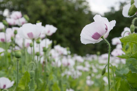 Closeup of a white poppy flower, in the background a whole field of slightly purple poppies, backgroundの写真素材