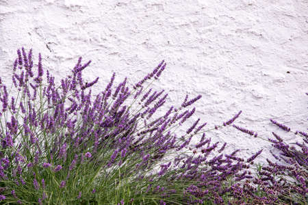 several plant lavender, located near a white wall, capable as a background, purple lavenderの写真素材