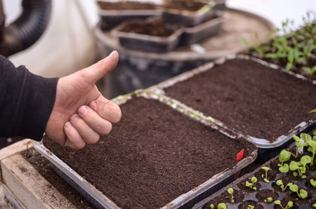 Man, only his hands on the photo, no face, is sowing seeds in plastic box