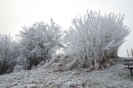 Frost on a Tree branches, winter time, cold weather outdoorsの写真素材