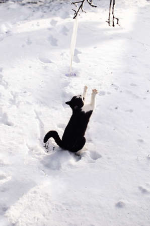 Black cat on the snow. in the gardenの写真素材