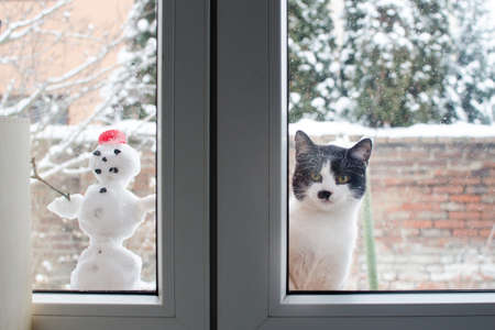 The cat is sitting on the window with a snowman and she wants to go inside. winter timeの写真素材