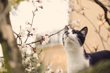A cat on a tree looking around. Spring timeの写真素材