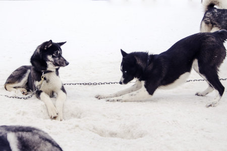 Sledding with husky dogs, snow backround,