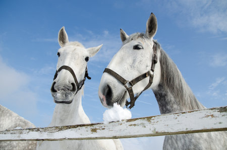 Portrait of horse on white winter iced snowy background isolated, winer timeの写真素材