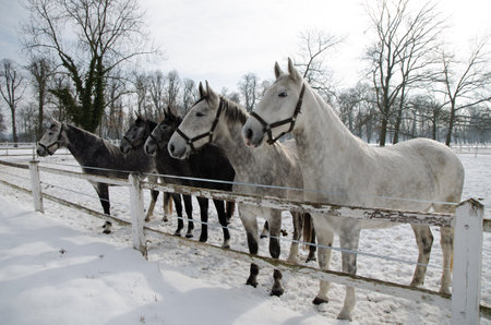horses on white winter iced snowy background isolated, winter timeの写真素材