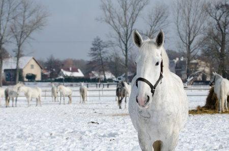 Portrait of horse on white winter iced snowy background isolated, winer timeの写真素材