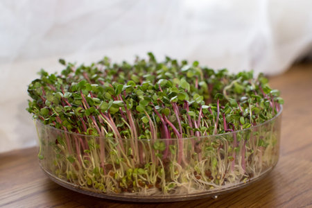 Fresh lentil and radish sprouts isolated on background