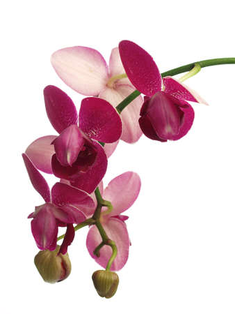 Orchid on isolated white backgroundの写真素材