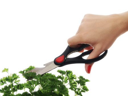 woman hand with scissors cuting persley