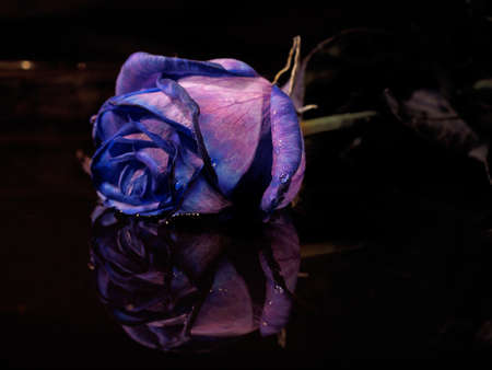 mirror image with blue roseの写真素材