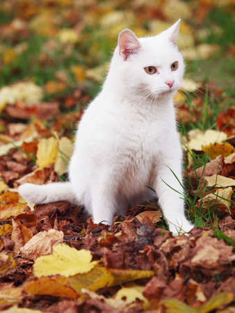 white cat with colorful leafsの写真素材