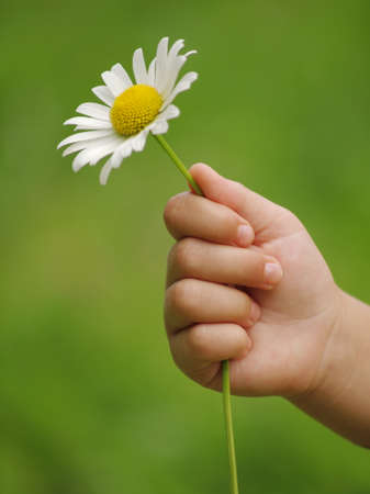Little hand with flower daisyの写真素材