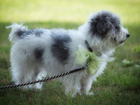 little dog with green bowの写真素材