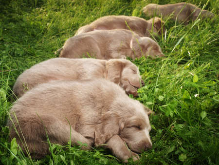 five pupies sleeping in the grassの写真素材