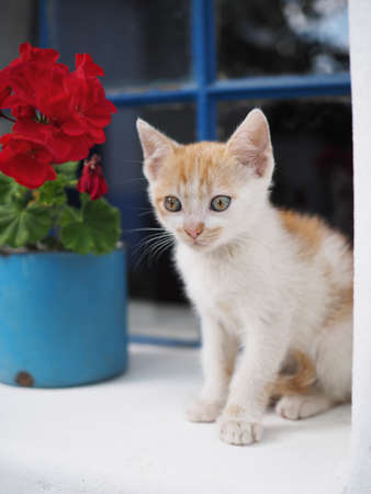 Cat looking into blank space. Red rose beside it.の写真素材