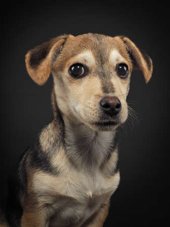 Studio portrait of a little puppy on a black backgroundの写真素材