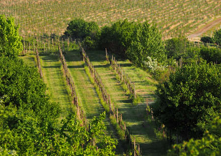 Spring flowering vineyard in Moravia in Central Europeの写真素材