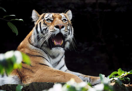 The smallest subspecies of tiger, tiger Sumatran (panthera tigris sumatrae) in the Prague Zooの写真素材