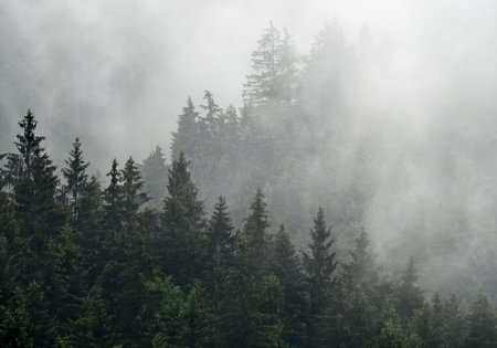 Foggy autumn morning in the mountain, Beskydy, Czech Republic