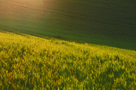 Spring green field in Moravia in Central Europeの写真素材