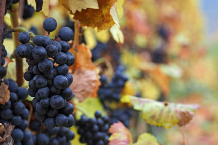 Red wine grapes during autumn, South Moravia, Czech Republicの写真素材