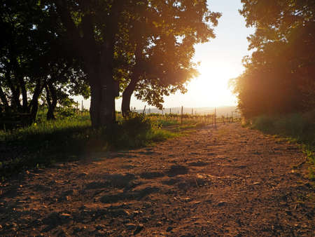 Summer vineyard behind trees in south Moravia, Czech Republicの写真素材