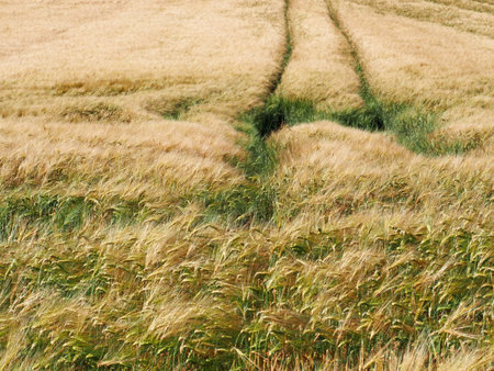 Long yellow filds of barley before harvest, Vysocina, Czech Republic