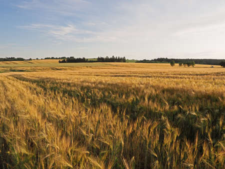 Long yellow filds of barley before harvest, Vysocina, Czech Republicの写真素材