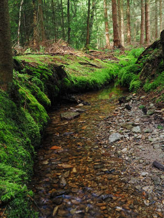 Dence spruce forest in the Vysocina region in the Czech Republicの写真素材