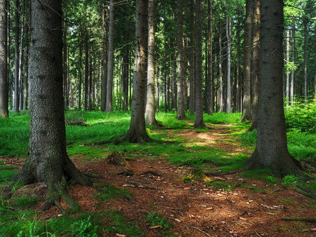 Dence spruce forest in the Vysocina region in the Czech Republicの写真素材