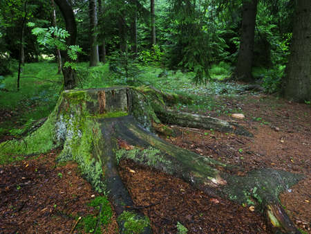 Dence spruce forest in the Vysocina region in the Czech Republicの写真素材