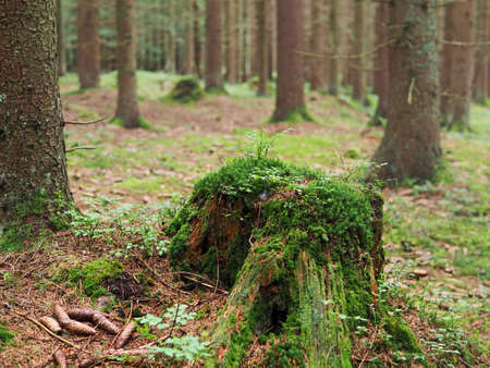 Dence spruce forest in the Sumava mountain in the Czech Republicの写真素材