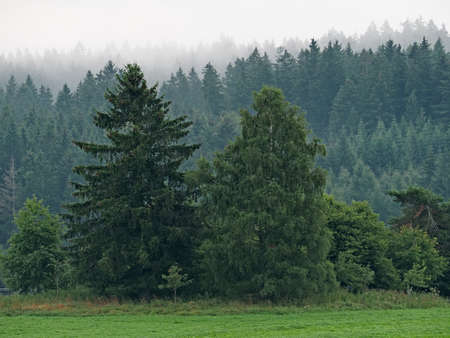 Foggy summer morning in the mountain, Sumava, Czech Republicの写真素材