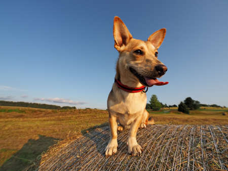 Little cute dog during walking in summer dayの写真素材