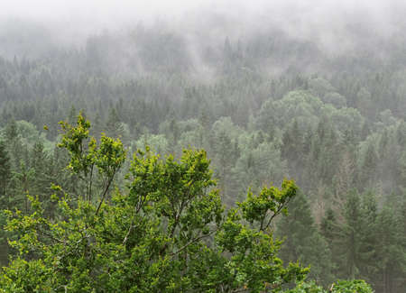 Foggy summer morning in the mountain, Sumava, Czech Republicの写真素材