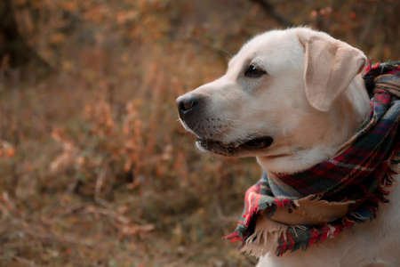 Autumn portrait in profile of a labrador dog in a checkered scarfの写真素材