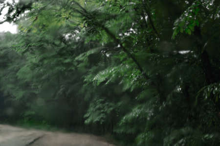 Rain in the Green Forest, View from behind a Streaky Windshield