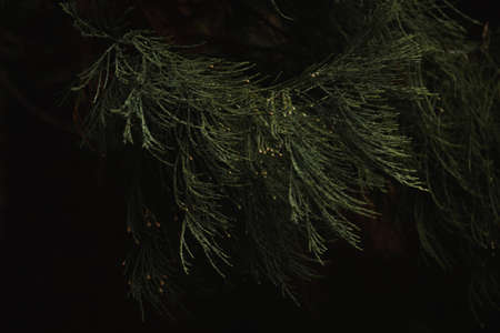 sequoia branches
