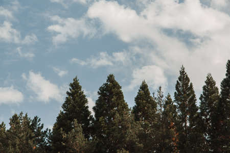 clouds over the forest