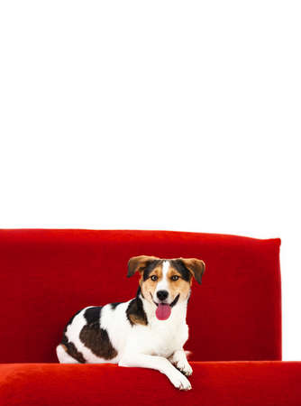 Dog Jack Russell Terrier lies on a red sofa against the background of a white wallの写真素材