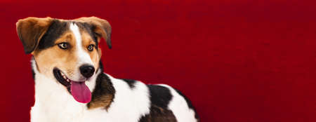 Portrait of a happy dog Jack Russell Terrier on a red backgroundの写真素材