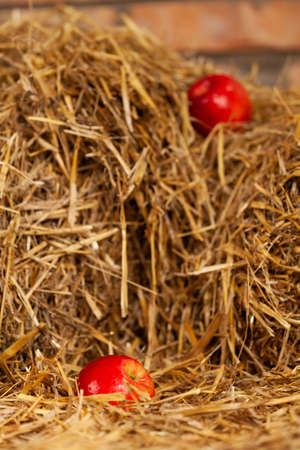 Two red juicy apples lie on the hay at different heights, one in the focus. High quality photoの写真素材