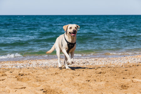 Cheerful joyful dog Labrador runs along the sandy beach against the background of the sea