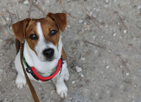 Currious puppy Jack Russel Terrierの写真素材