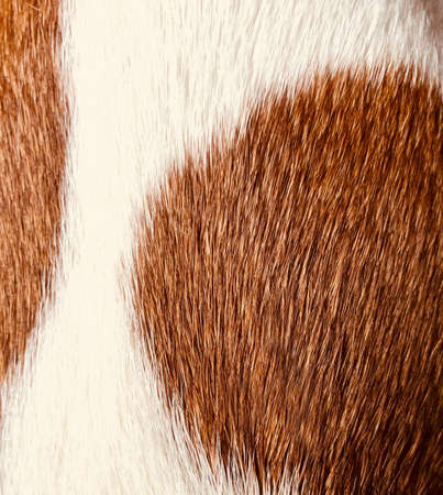 background texture spotted brown and white animal furの写真素材