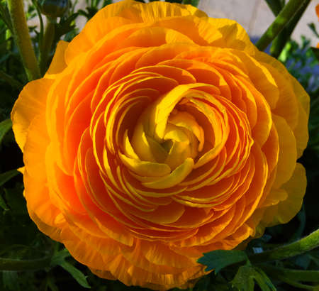 Bright Mariold in bloom closeup concept in a sunny day