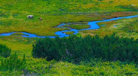 wetland with a river curling and horsesの写真素材