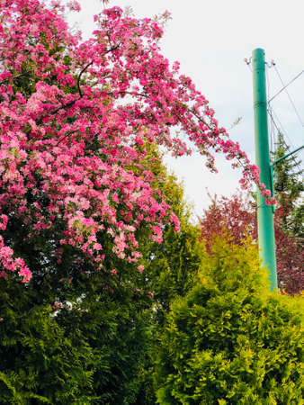 spring outdoor colorful background with trees blooming in pinkの写真素材